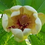 Magnolia hypoleuca Kvet