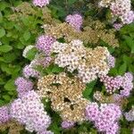 Spiraea japonica花