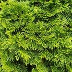 Thuja occidentalis Folio