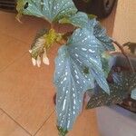 Begonia aconitifolia Kvet
