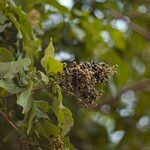 Vitex pinnata Fruit