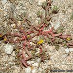 Portulaca halimoides Habitat