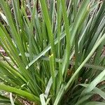 Lomandra longifolia Hoja