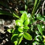 Weinmannia tinctoria Leaf