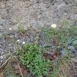 Leucanthemum adustum Habitat