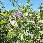 Solanum bonariense Õis