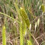 Triticum monococcum 果