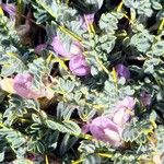 Astragalus creticus Flor
