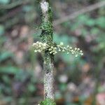 Croton schiedeanus Fruto