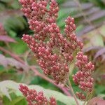 Sorbaria kirilowii ফুল