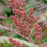 Sorbaria kirilowii Flower