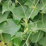Sechium edule Φύλλο