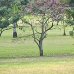 Handroanthus heptaphyllus