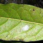Pycnandra grandifolia Folla