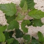 Chenopodium ficifolium Leaf