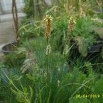 Carex umbrosa Blüte