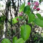 Malus sylvestris Ліст