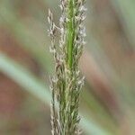 Sporobolus natalensis Flower