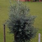 Olea europaeaLapas