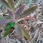 Kalanchoe × houghtonii Leaf