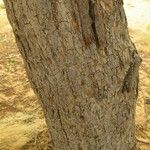 Vachellia seyal Casca