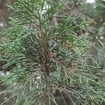 Juniperus turbinata 叶