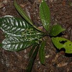 Psychotria droissartii