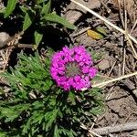 Verbena bipinnatifida Цвят