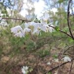 Halesia diptera Fiore