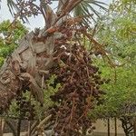 Hyphaene coriacea Fruit