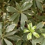 Pittosporum heterophyllum Yaprak