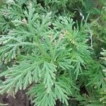 Selaginella sinuosa Frunză