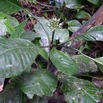Psychotria sonkeana Habit
