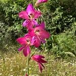 Gladiolus × byzantinus Blomst