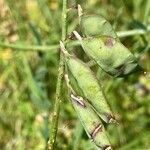 Vicia dasycarpa Плод