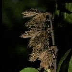 Nothofagus alpina ഫലം