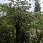 Cyathea arborea Leaf