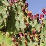 Opuntia aciculata Folio