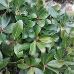 Quercus phillyreoides Yaprak