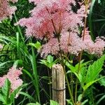 Filipendula rubra Flor