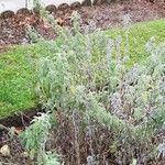 Salvia fruticosa 整株植物