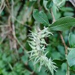 Salix laggeri Blomst