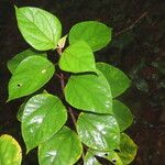 Sinclairia polyantha Leaf
