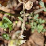 Clypeola jonthlaspi Leaf