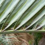 Butia capitata Leaf