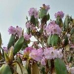 Rhododendron campanulatum Hostoa