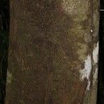 Pouteria cayennensis Kabuk