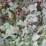 Rubus fruticosus 葉