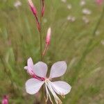 Gaura lindheimeriFlower