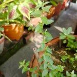 Pouzolzia zeylanica Leaf
